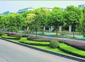 無錫綠化養護工程 無錫綠化養護工程